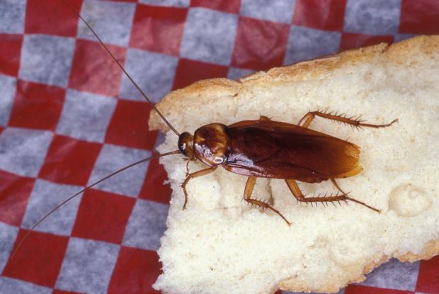 can cockroaches live in your penis
